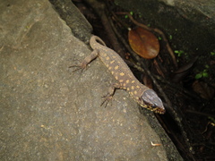 Lepidophyma flavimaculatum