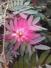 Calliandra selloi