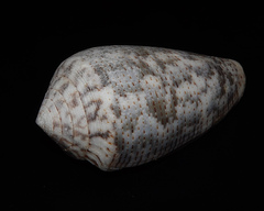 Conus barbara