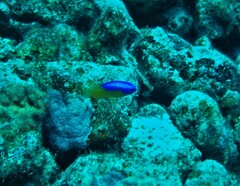 Pomacentrus auriventris