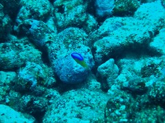 Pomacentrus auriventris