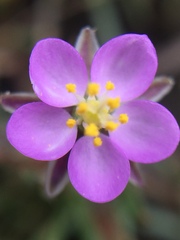 Spergularia