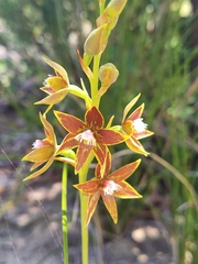 Thelymitra fuscolutea