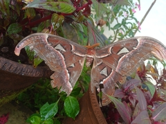 Attacus taprobanis