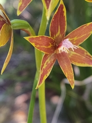 Thelymitra fuscolutea