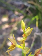 Thelymitra fuscolutea