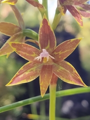 Thelymitra fuscolutea