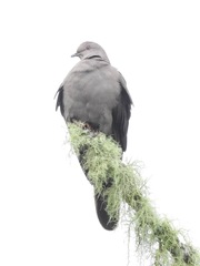 Patagioenas subvinacea