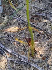 Thelymitra fuscolutea