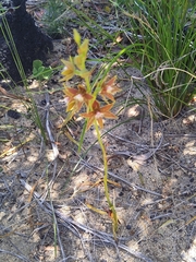 Thelymitra fuscolutea