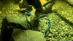 Macrobrachium rosenbergii