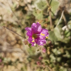Mirabilis laevis