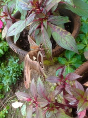 Attacus taprobanis