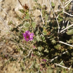 Mirabilis laevis