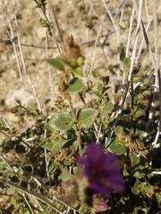 Mirabilis laevis