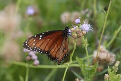 Danaus eresimus