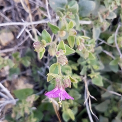 Mirabilis laevis