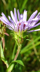Symphyotrichum puniceum
