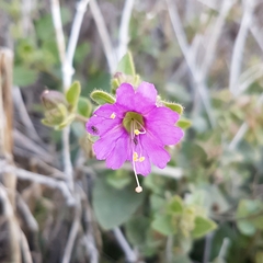 Mirabilis laevis