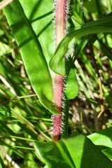 Symphyotrichum puniceum