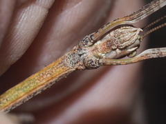 Phasmatini