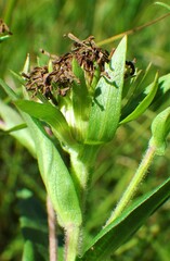Symphyotrichum puniceum