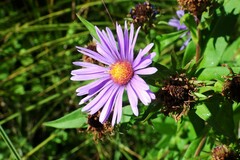 Symphyotrichum puniceum