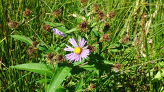Symphyotrichum puniceum