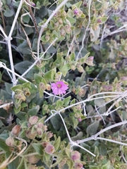 Mirabilis laevis