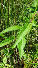Symphyotrichum puniceum