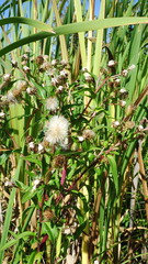 Symphyotrichum puniceum