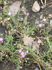 Spergularia