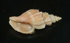 Narona clavatula