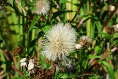 Symphyotrichum puniceum