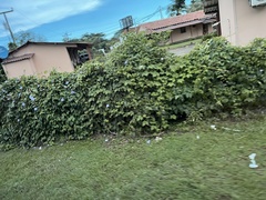 Thunbergia grandiflora