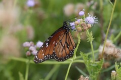 Danaus eresimus