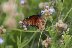 Danaus eresimus
