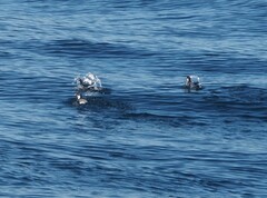 Synthliboramphus antiquus