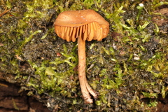 Cortinarius perviolaceus