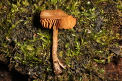 Cortinarius perviolaceus