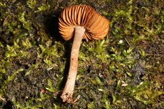 Cortinarius perviolaceus