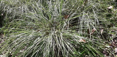 Muhlenbergia