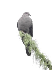 Patagioenas subvinacea