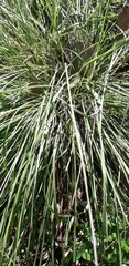 Muhlenbergia