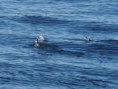 Synthliboramphus antiquus