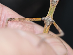 Phasmatini