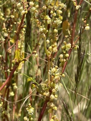 Muehlenbeckia rhyticarya