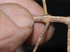 Phasmatini
