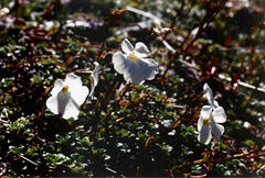 Ourisia caespitosa