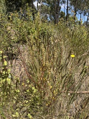 Muehlenbeckia rhyticarya